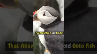 Puffins’ Amazing Beak Trick!  Carry 60 Fish at Once!