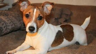 Funny Jack Russell Compilation