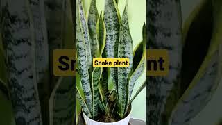 How to Grow and Care for Snake Plants: The Ultimate Guide #new #shortsvideo #short #HowTo