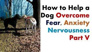 Part 5 - How to Help a Dog Overcome their Fear, Anxiety and Nervousness Issues