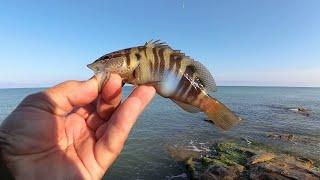 Морская рыбалка. Ловим домашних ласкирей.