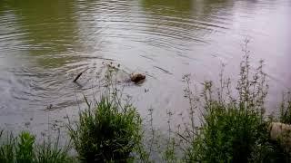 20170604 Ruby First Time Swimming in Heritage Dog Park Pond