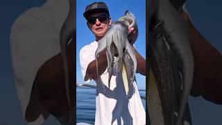 Humboldt Squid INVASION in the Bay of LA, Mexico: Diablos Rojas Take Over in Chaotic Fashion!