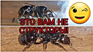 Безумно интересные муравьи messor barbarus.Это вам не структоры!