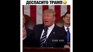 Деспасито поет Трамп!!!