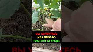 Почему я больше не считаю листья на огурцах — простой способ, который дал ведро урожая с двух кустов