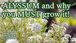 Planting Alyssum Flower Seeds for a Successful Garden | How To Plant & Care For Them