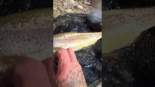 SIGHTCASTING RAINBOW TROUT #fishing #outdoors #flyfishing  #bassfishing #lakecamp