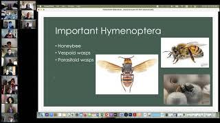 Basic Intro to Entomology