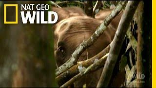 Forest Elephants | Nat Geo Wild