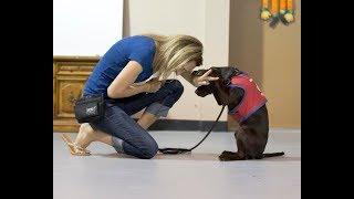 Patriot PAWS - What A Puppy Raiser Does