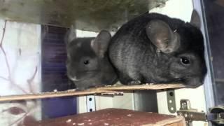 Как определить беременность у Шиншилл! -How to determine pregnancy in Chinchillas!