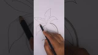 Lily flower drawing. How to draw lily flower easily step by step.#drawing #lilyflower #subscribe