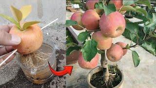 Crazy Skills growing Apple tree from Apple fruit in water  100% success