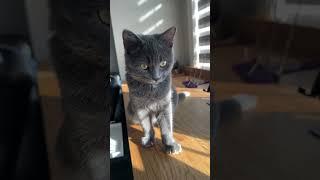 Adorable Little Kitten Lily ‍⬛ #shorts #shortvideo #kitten #catshorts #catvideos #cutecat